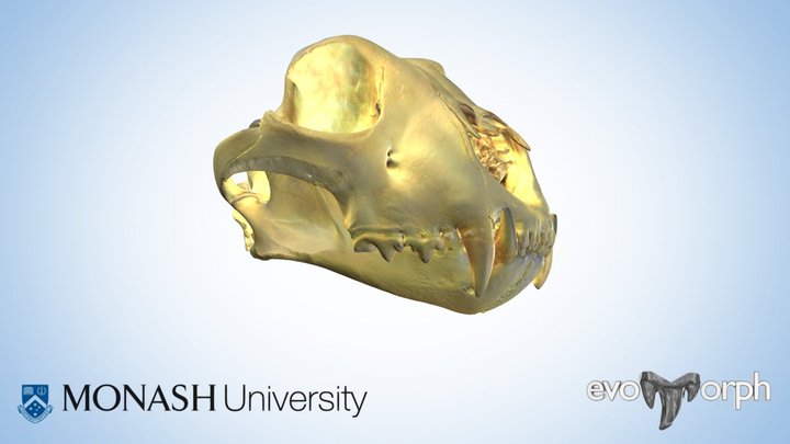 Cheetah skull and teeth 3D Model