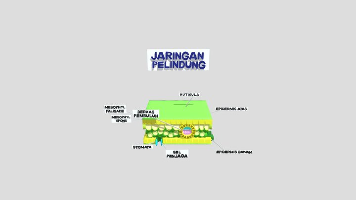Jaringan Epidermis Tumbuhan