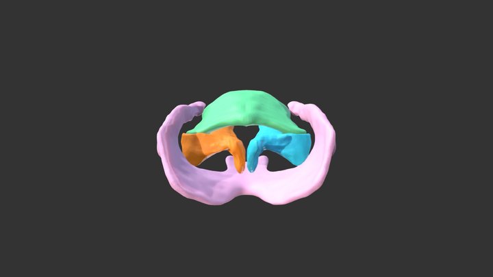 Baleen Whale Laryngeal Movements 3D Model