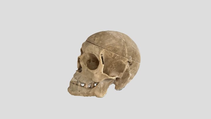 Homo Sapiens nettoyé 3D Model