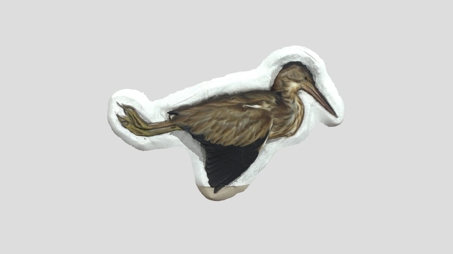 Yellow bittern - 3D model by huiling1 [0012c03] - Sketchfab