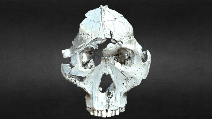 Drimolen DNH 155 Paranthropus Robustus Cranium
