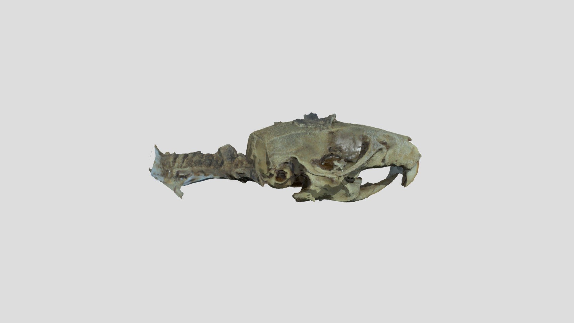 Skull