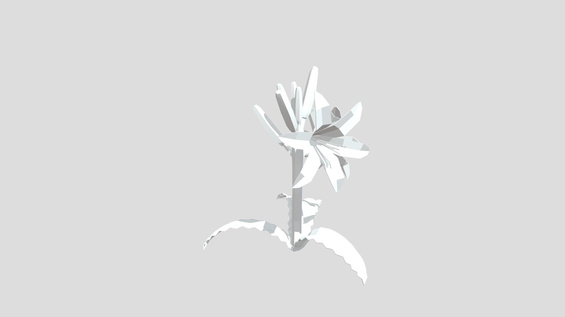 Desert Lily