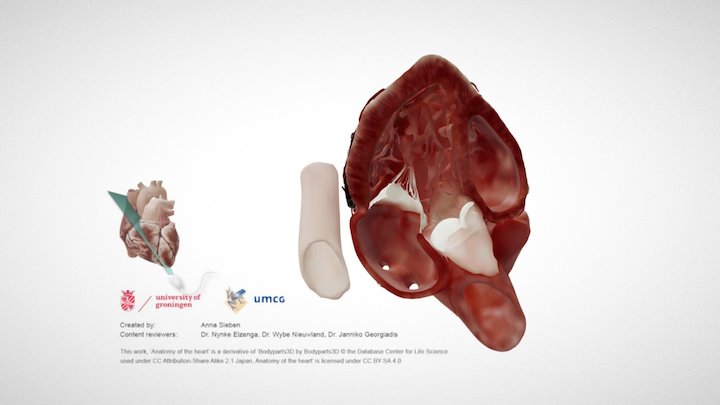 Cardiac Anatomy: Apical 3 Chamber Echo Plane