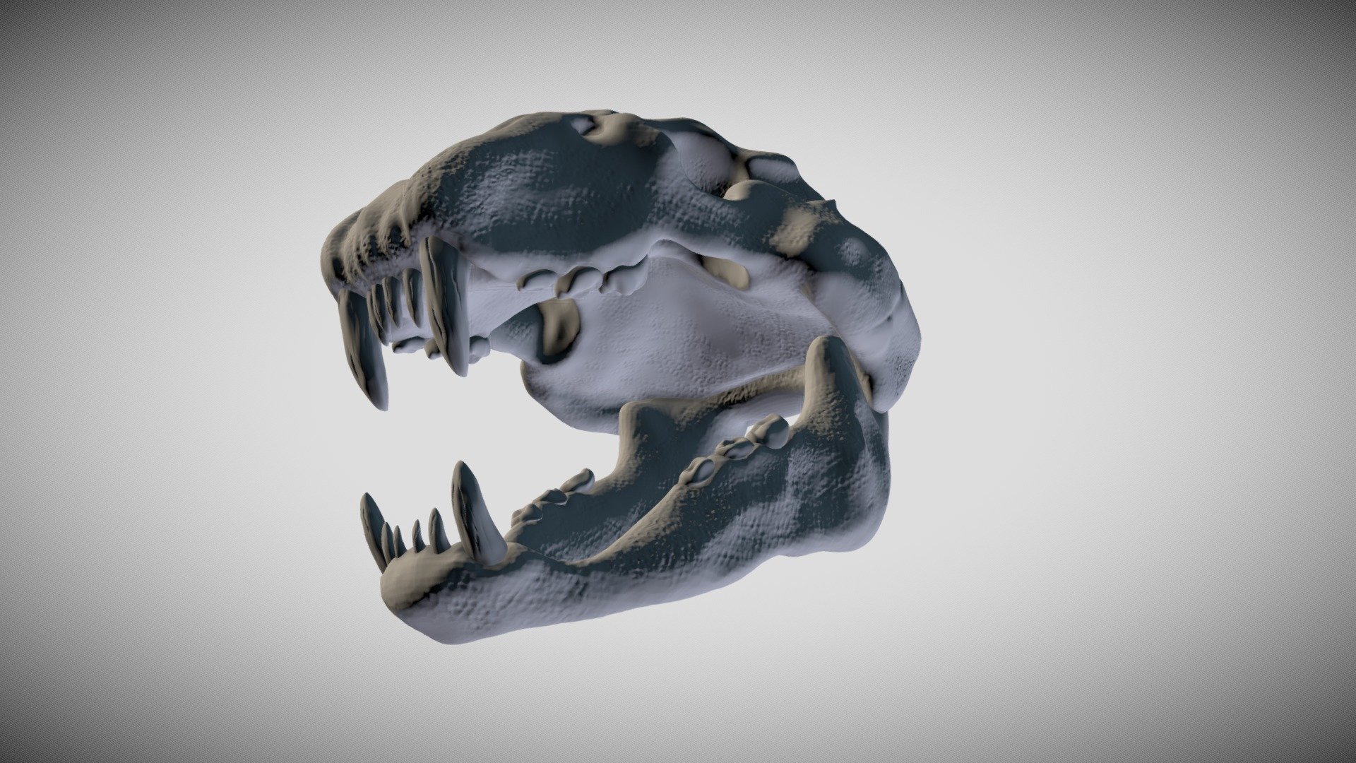 Cheetah Skull - 3D model by nitesharma12457868 [001a67b] - Sketchfab