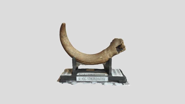 Vaccaccia Corno 3D Model