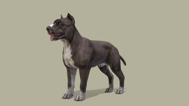 Dog - Pitbull 3D Model