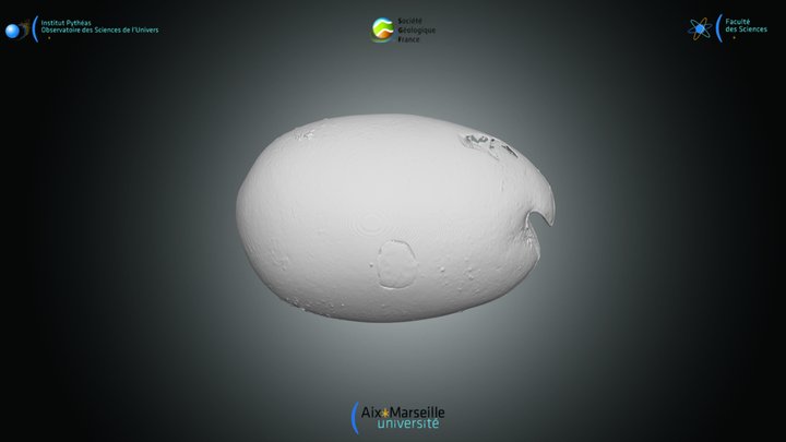 Ostracode - valve droite de V.hilgendorfii