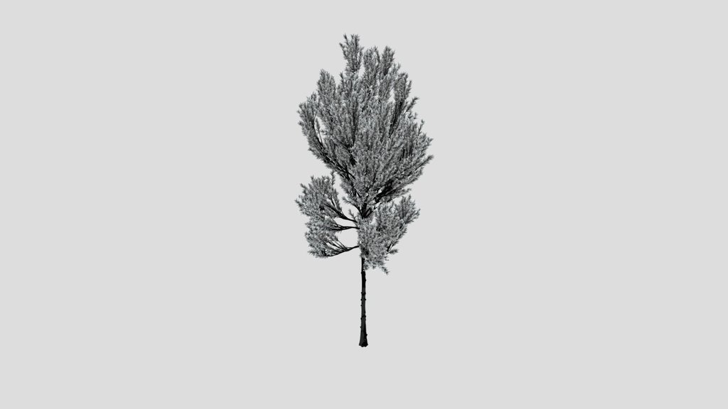 Coniferous Tree
