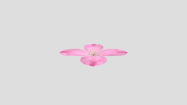 Flower 3D Model