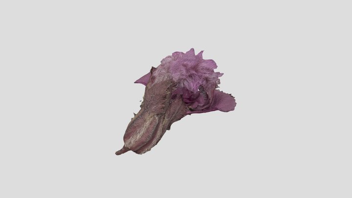P. rhiodotricha 3D Model
