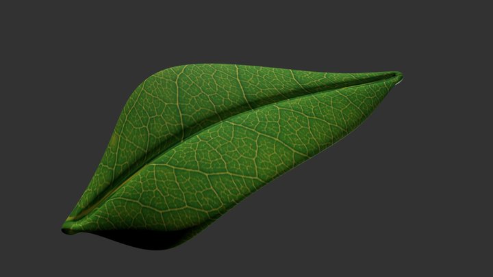 Single leaf
