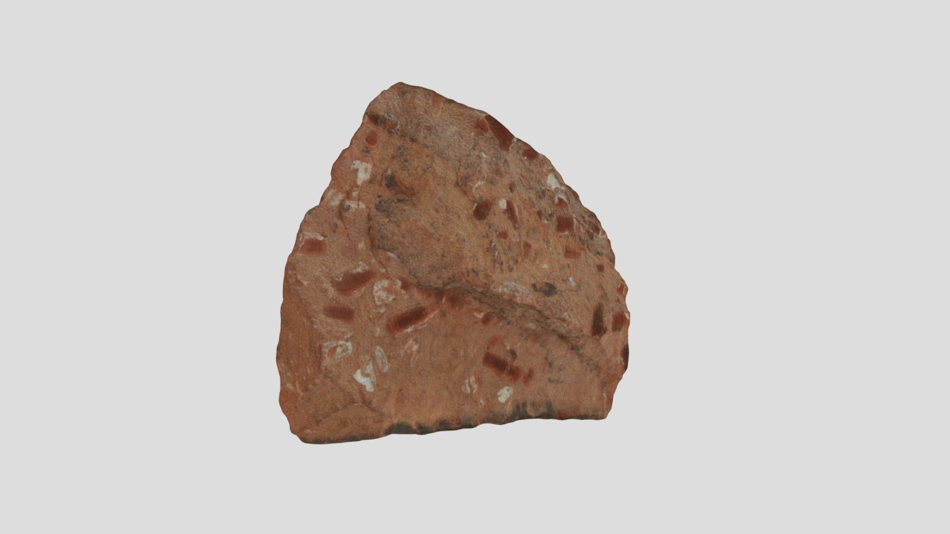 Lingula cuneata