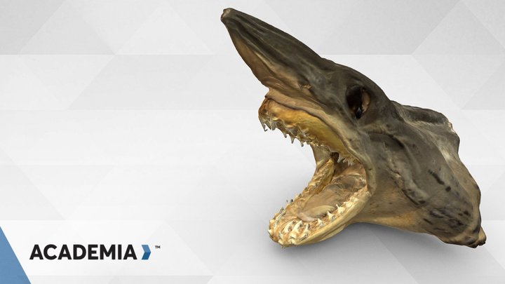 Shark Head scanned with ACADEMIA 50 3D Model