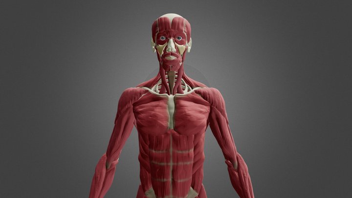 Ecorche - Anatomy 3D Model