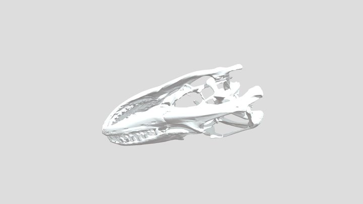Komodo Dragon Skull Cast 3D Model