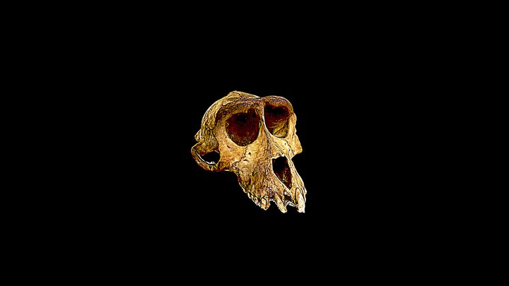 Fosil  Tengkorak Macaca 3D Model