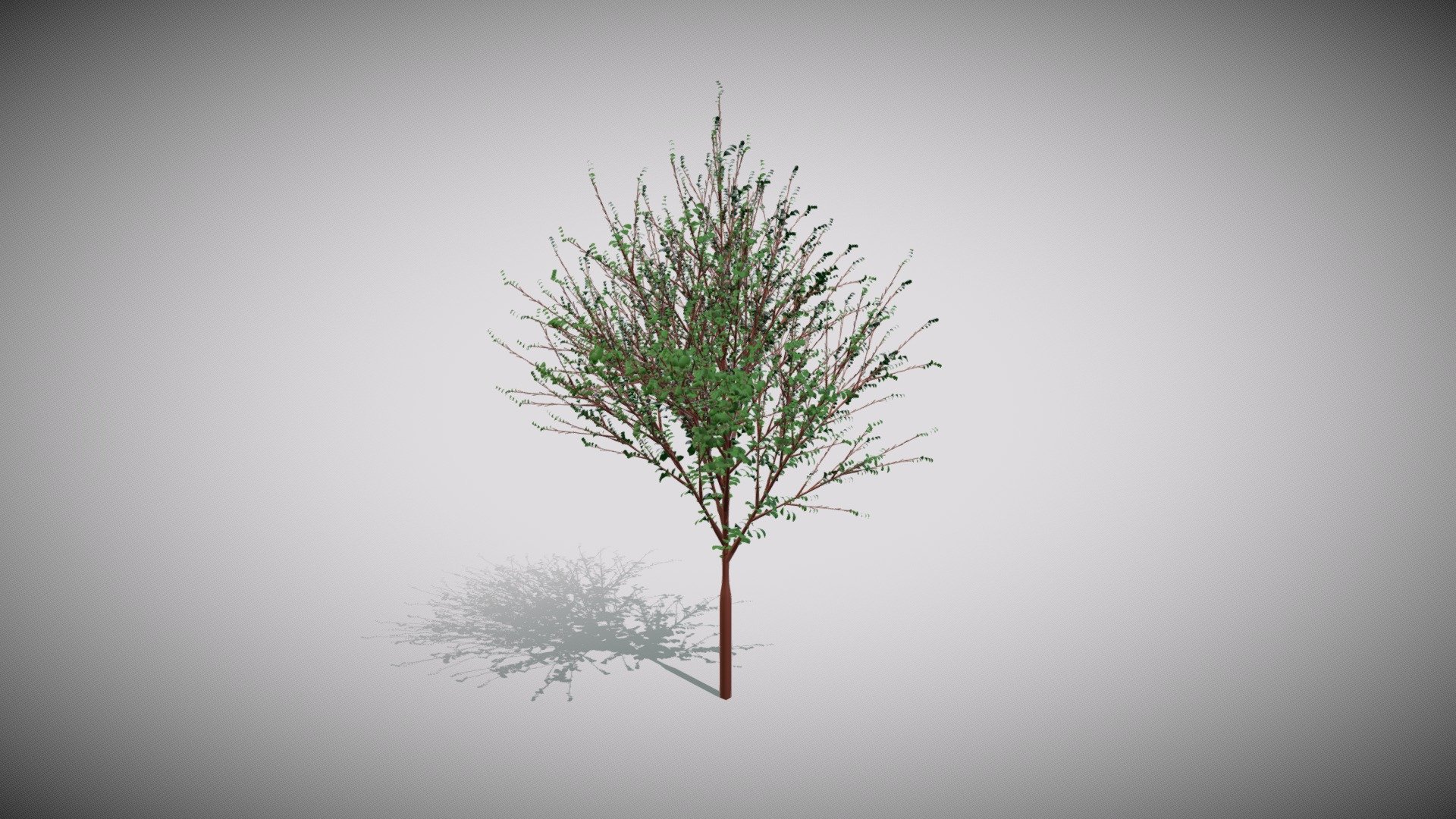 North American Begonia ( Malus 'American' ) Download Free 3D model by
