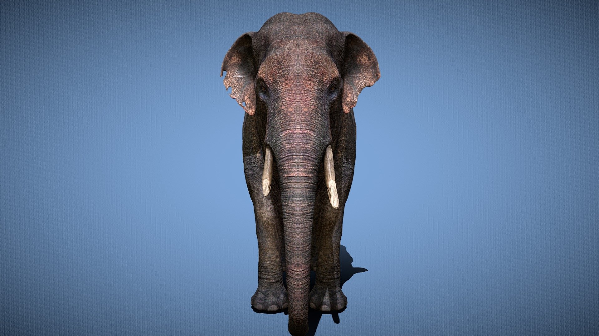 Elephant - 3D model by AW3D Art (@aw3dart) [003c2de] - Sketchfab