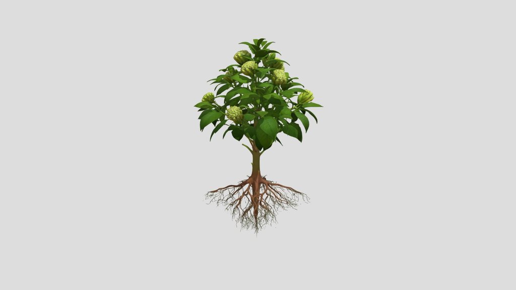 Rooted in Bloom