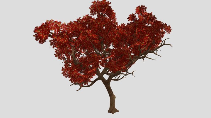 Japanese Maple 3D Model