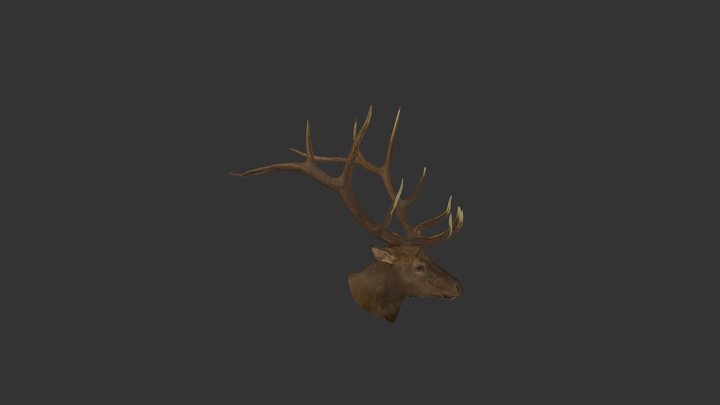 WWG Elk Left CS-20190611T191423Z-001 3D Model