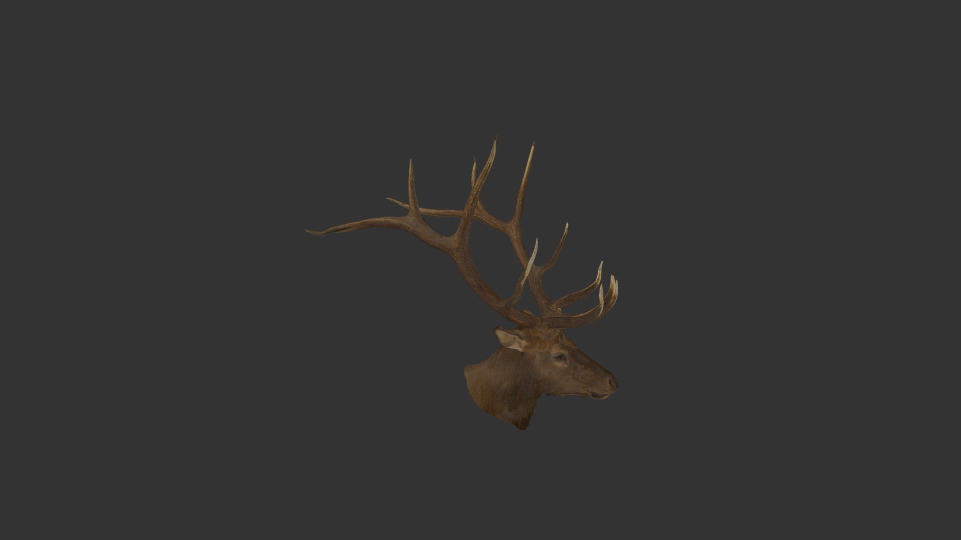WWG Elk Left CS-20190611T191423Z-001