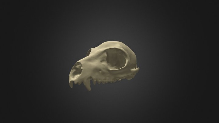 Ring-Tailed Lemur Cranium 3D Model