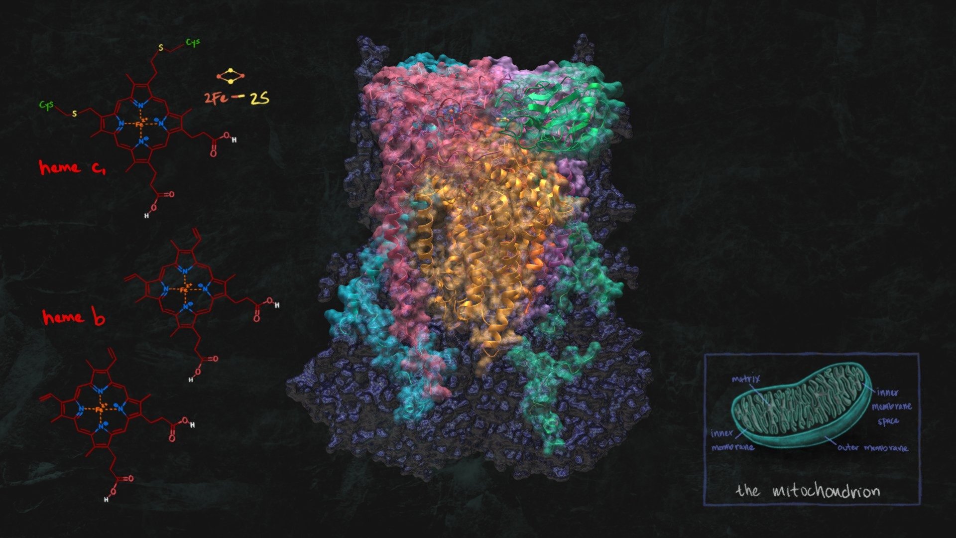 Complex III Cytochrome bc1 Complex 3D model by University of Dundee