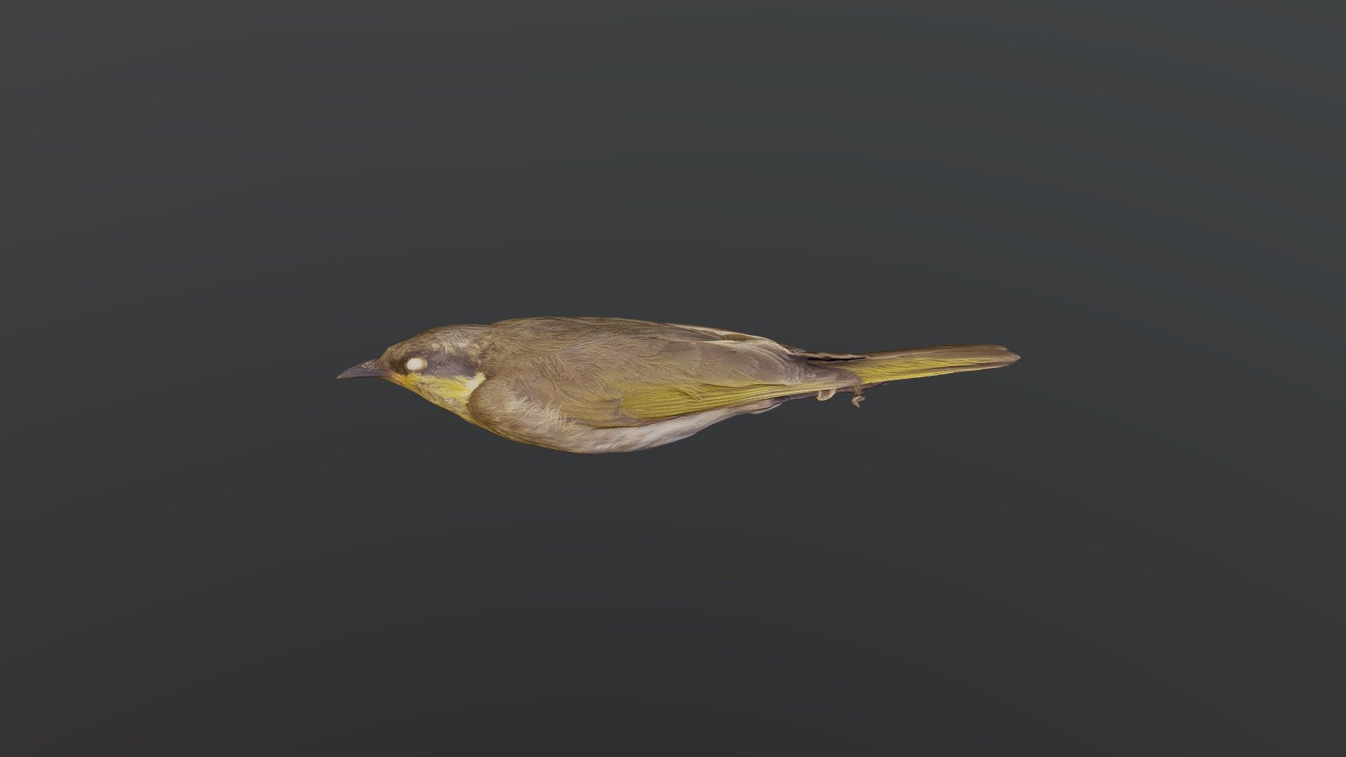 Mangrove Honeyeater - Gavicalis fasciogularis