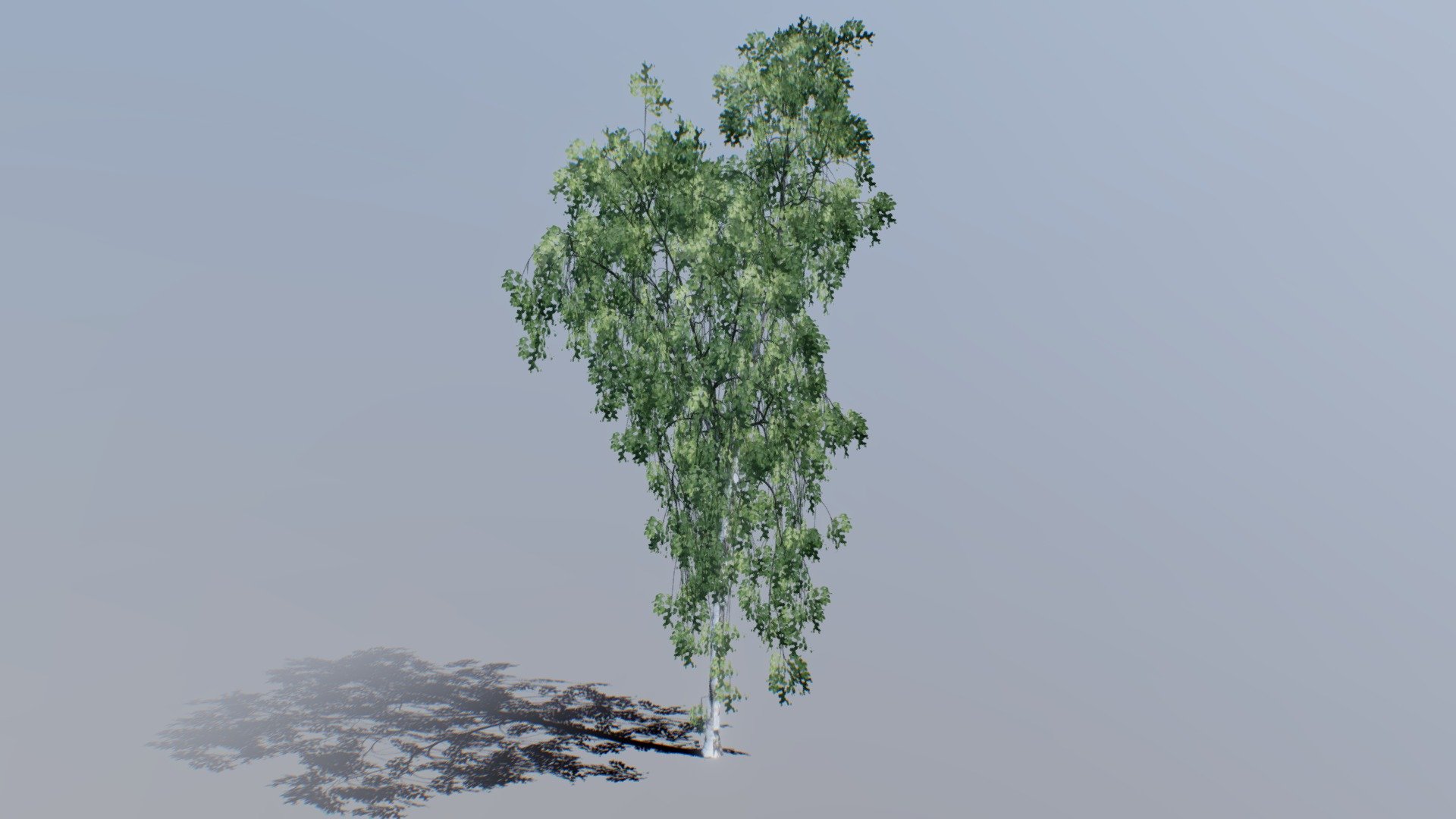 Gt 016 Birch 06