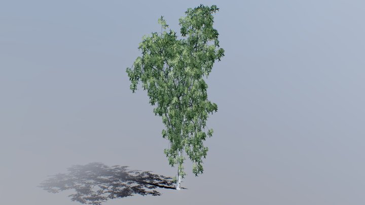 Gt 016 Birch 06