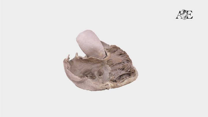 Endocardial human heart - Labels 3D Model
