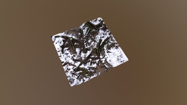 Snowy forest floor 3D Model