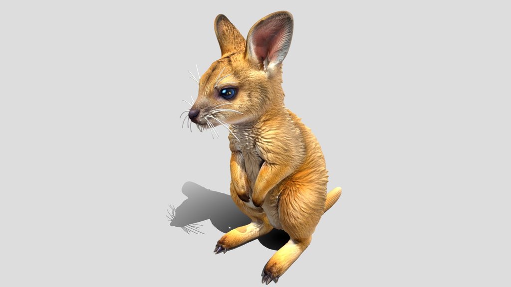 baby kangaroo 3d model