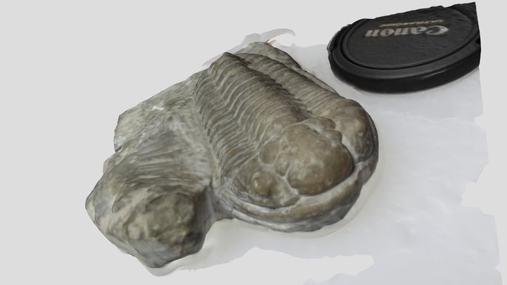 Calymene Silurian trilobite 3D Model
