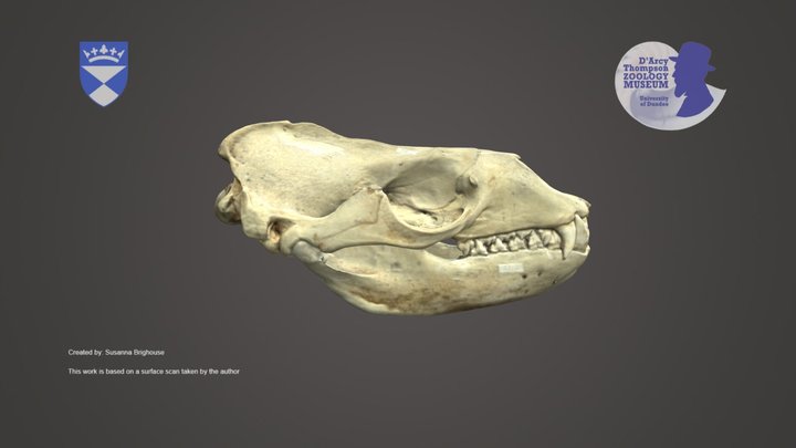 Leopard Seal Skull