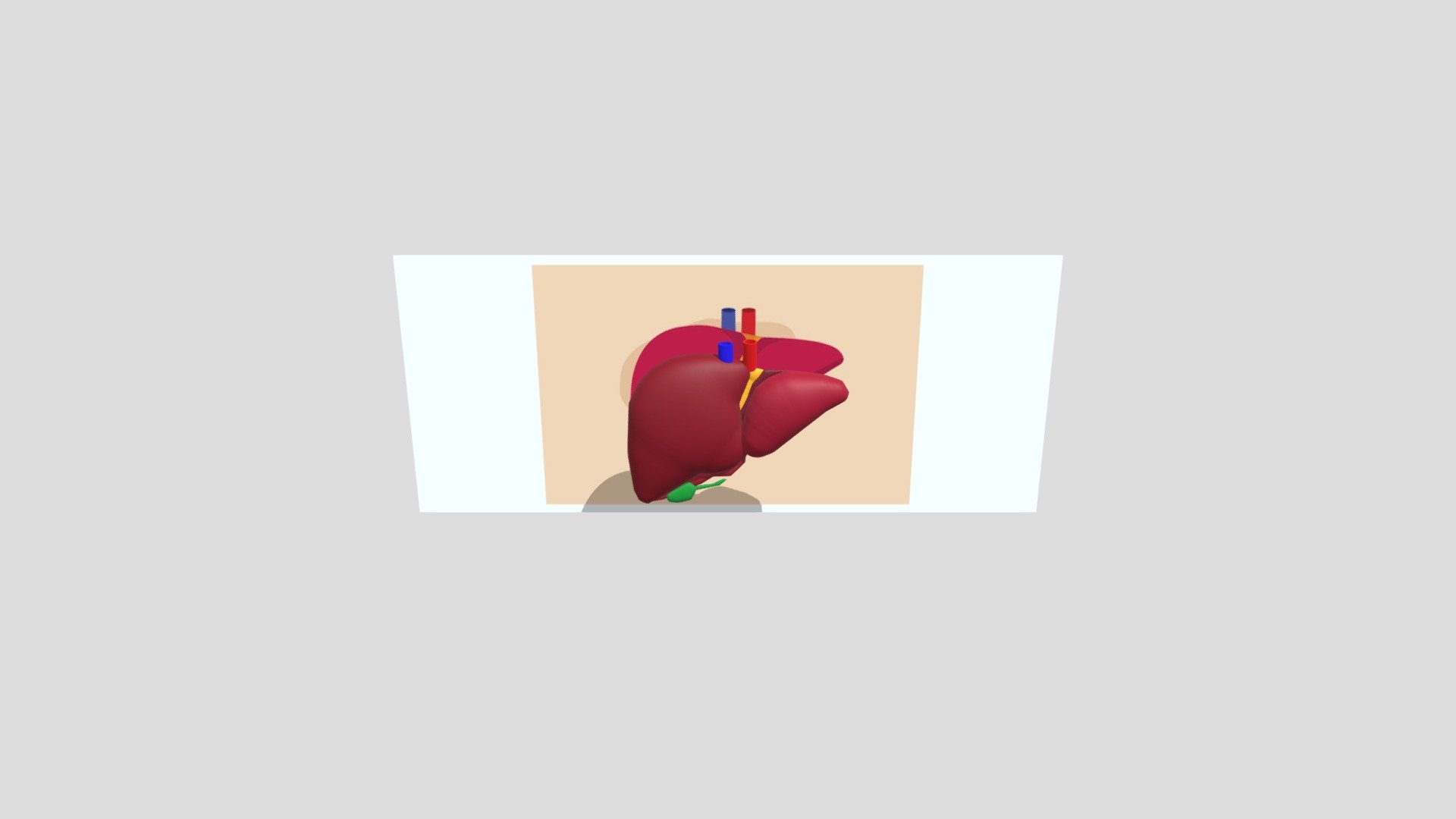Liver