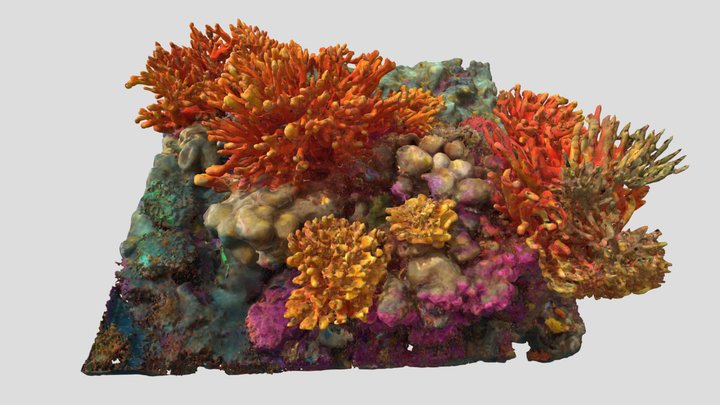 Aurora Reef - coral