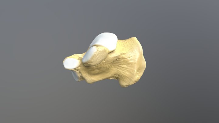 Calcaneus 3D Model
