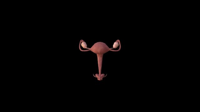 Female Reproductive System 3D Model