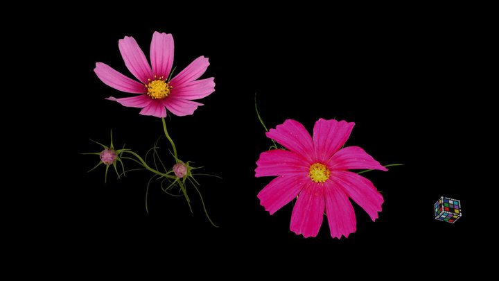 CC0 オオハルシャギク🌺 Mexican Aster, Cosmos bipinnatus