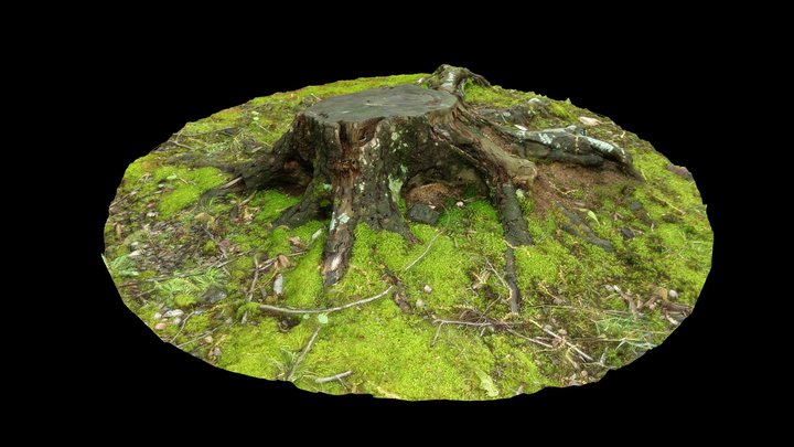 Chestnut Ridge Stump