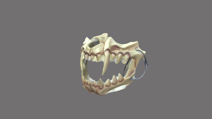 Animal Teeth Mask 3D Model