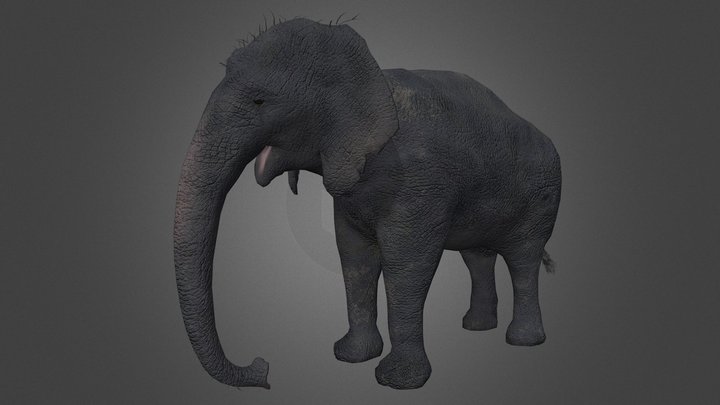 Asian Elephant 3D Model