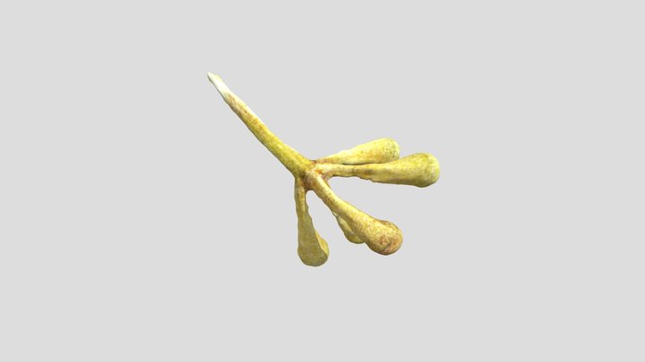 Gum Tree Seed Pre-Flower - Photogrammetry 3D Model