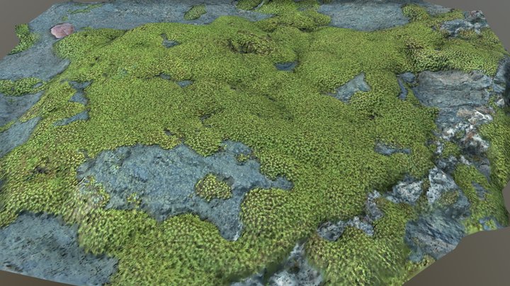 Forest Rock Moss Scan 3D Model