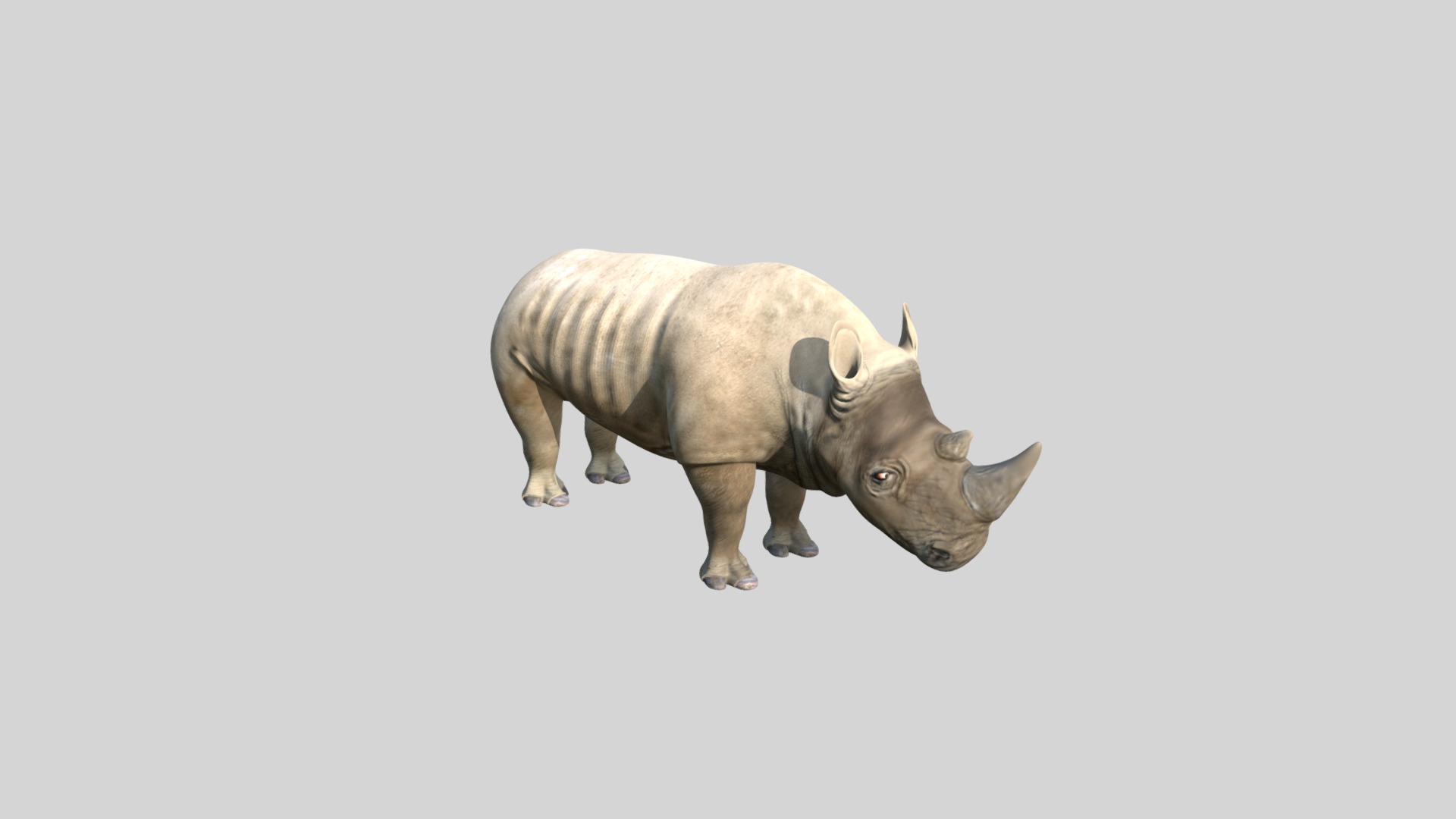3D model Rhino - This is a 3D model of the Rhino. The 3D model is about a small rhinoceros with horns.