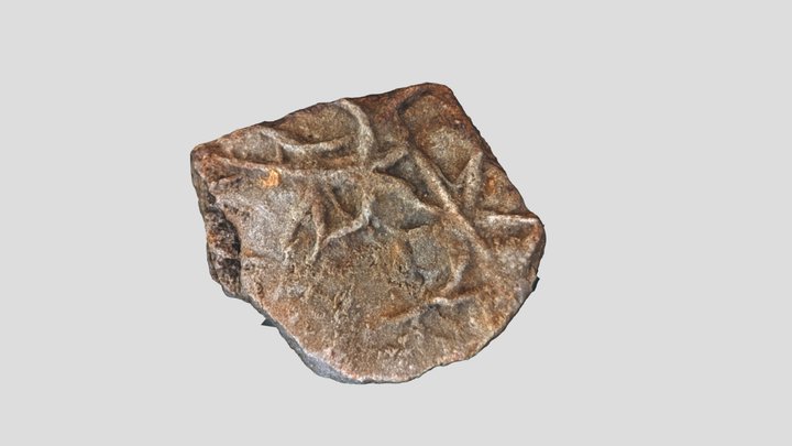 Asteriacites lumbricalis 3D Model